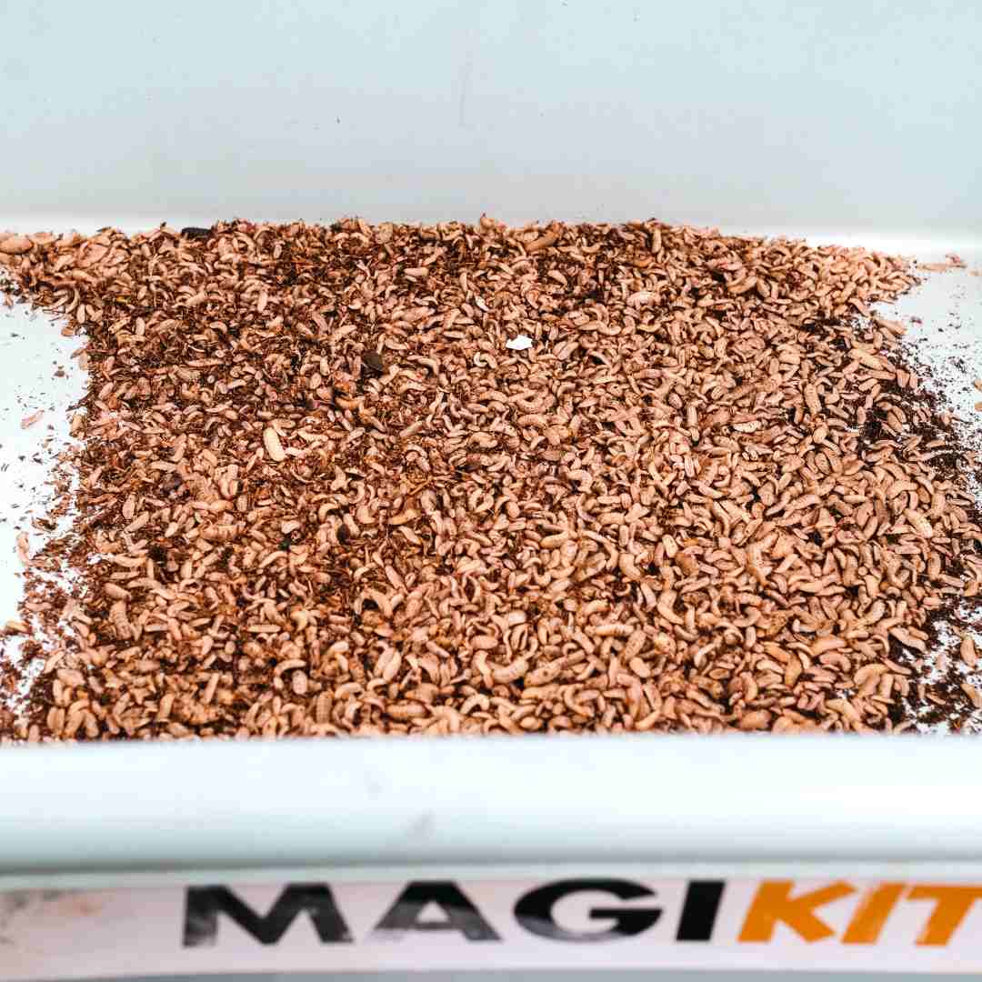 telur Black Soldier Fly (BSF) dari hasil budidaya