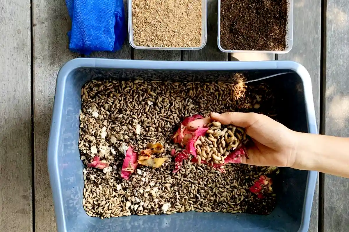 mengolah sampah organik