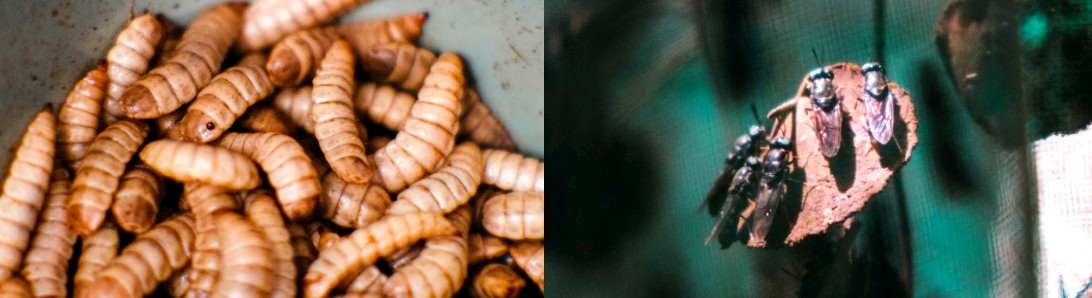 larva Lalat Tentara Hitam — Black Soldier Fly (BSF)