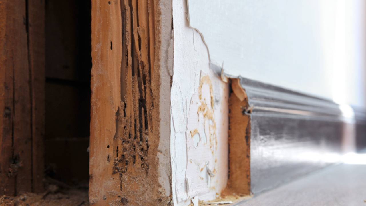 Tanda-Tanda Serangan Rayap