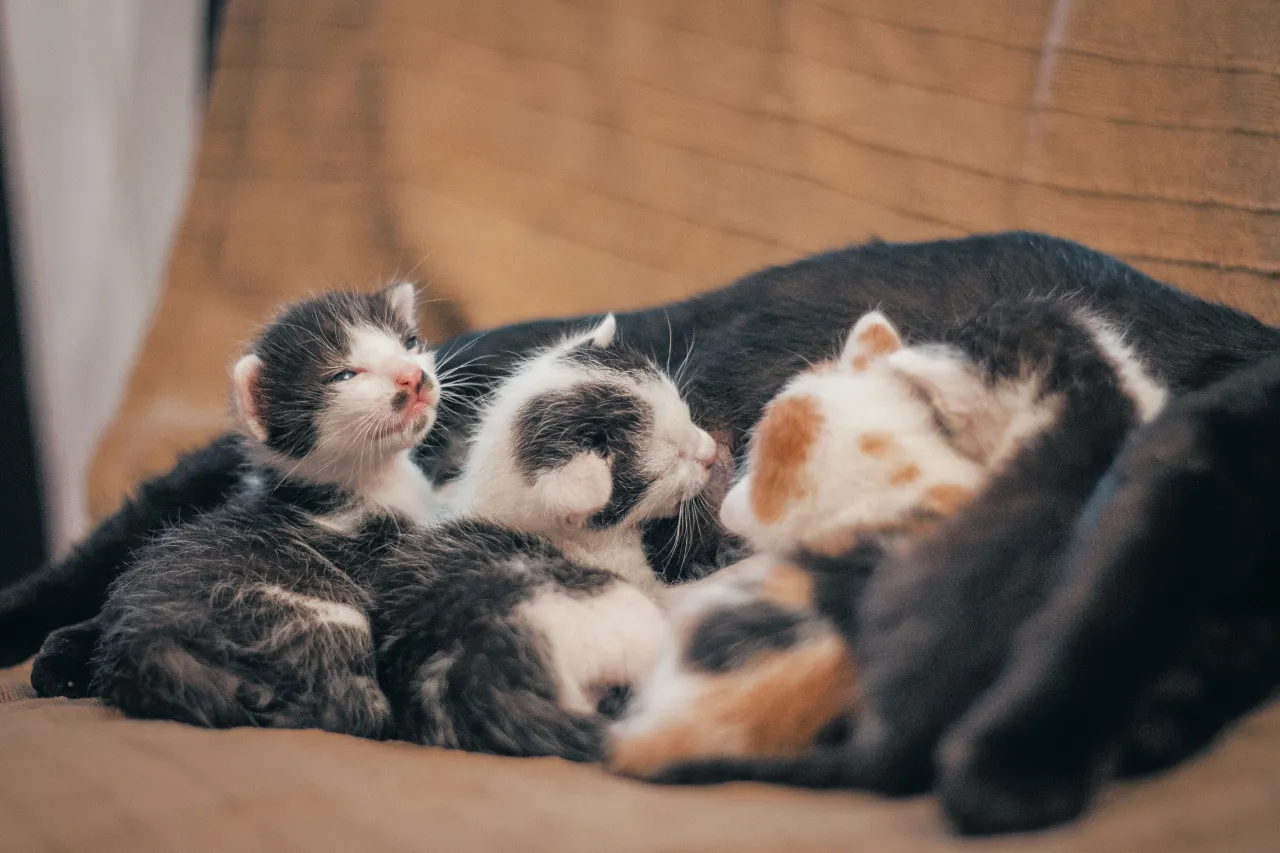 Bagaimana dengan Induk Kucing yang Sedang Menyusui?