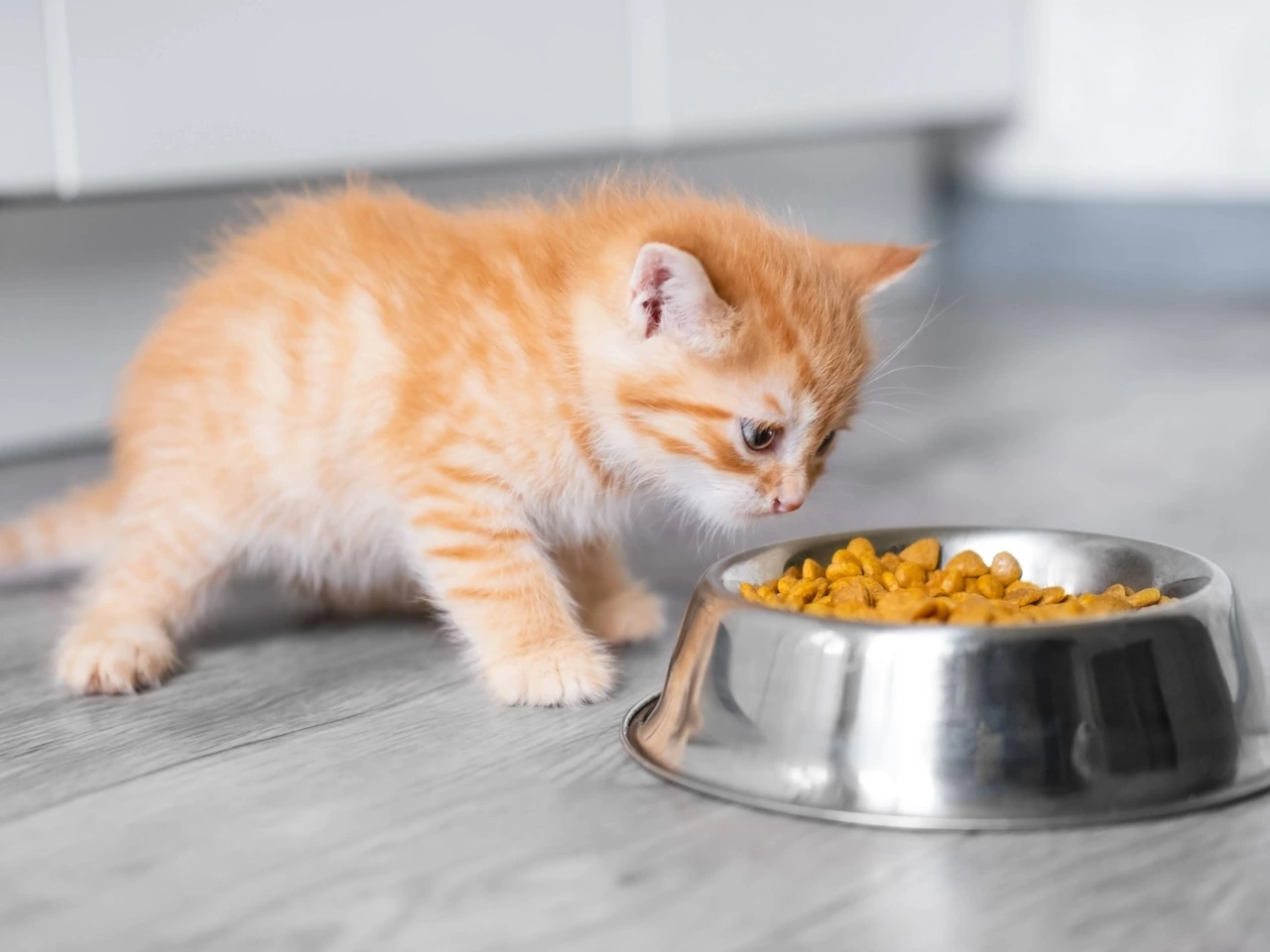 Jadwal Makanan untuk Kitten
