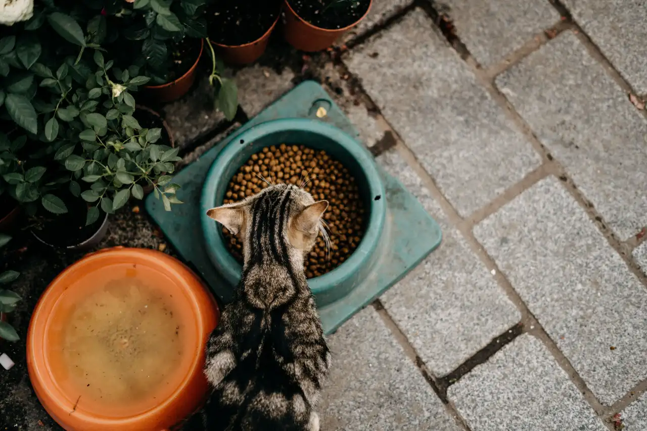Tips Menjaga Pola Makan Kucing Tetap Seimbang